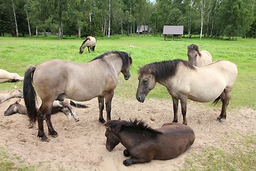 Image showing Horse herd