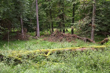 Image showing Bialowieza primeval forest