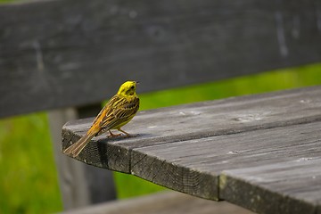 Image showing Small Bird