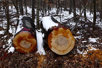 Image showing Big Logs