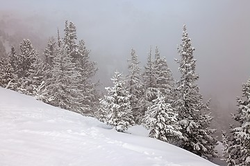 Image showing Winter forest