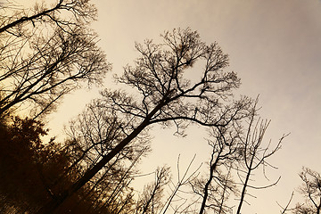 Image showing Bare trees