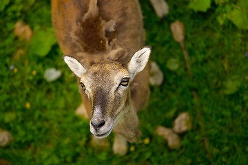 Image showing Young Deer