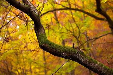 Image showing Autumn