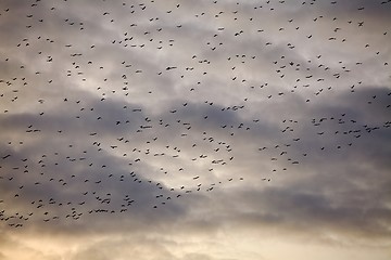 Image showing Many birds