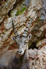 Image showing Alpine Ibex