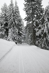 Image showing Winter Forest