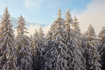 Image showing Winter Landscape