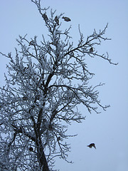 Image showing flock of sparrows on the tree with hoarfrost
