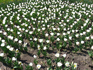 Image showing white tulips on the flower-bed
