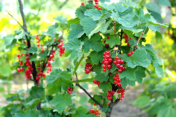 Image showing Berry of a red currant on the bush