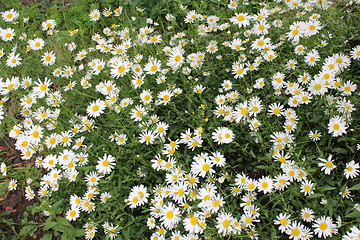 Image showing flower-bed of white beautiful chamomiles