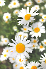 Image showing white beautiful chamomiles