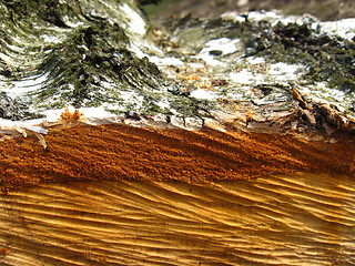 Image showing Cut trunk of birch