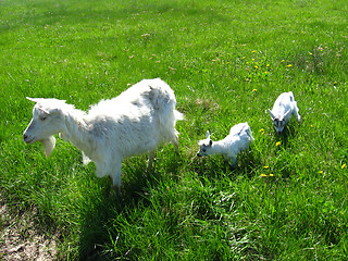 Image showing Goat and two kids on a pasture