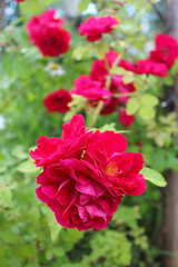 Image showing beautiful flower of red rose