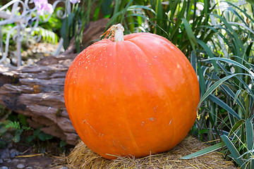 Image showing large ripe pumpkin