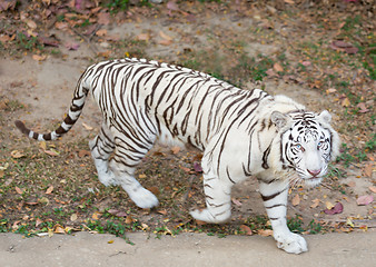 Image showing White Tiger 