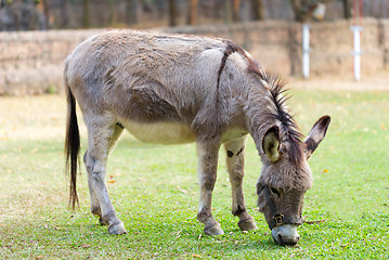 Image showing Burro in the fields