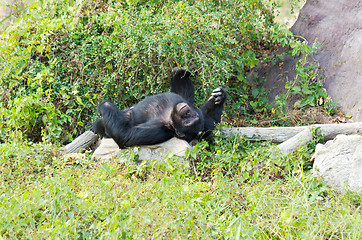 Image showing male chimpanzees