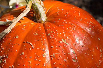 Image showing Fragment of large ripe pumpkin 