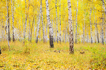 Image showing autumn forest