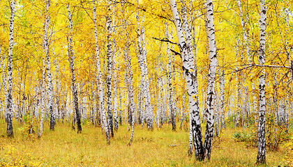 Image showing autumn forest