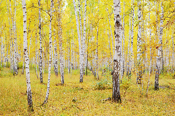 Image showing autumn forest