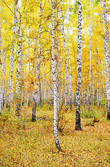 Image showing autumn forest