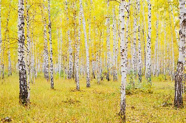 Image showing autumn forest