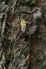 Image showing Wasp Spider