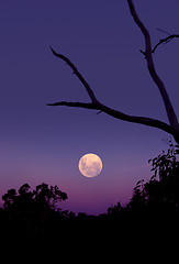 Image showing Purple Moon