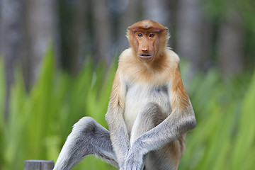 Image showing Proboscis monkey