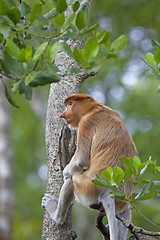 Image showing Proboscis monkey