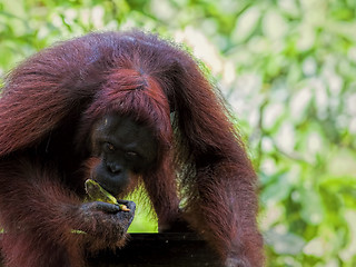 Image showing Borneo Orangutan