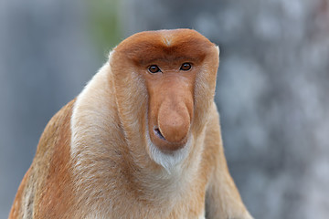 Image showing Proboscis monkey