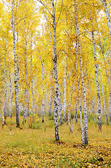 Image showing autumn forest