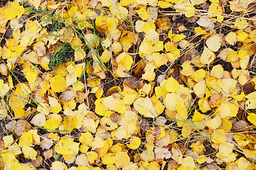 Image showing autumn background