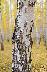 Image showing birch tree