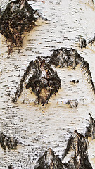 Image showing birch bark