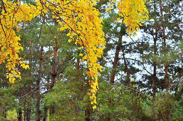 Image showing birch branch