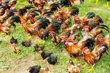 Image showing Group of toy hen on the grass