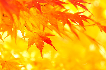 Image showing Yellow and red maple leave in autumn