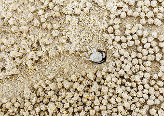 Image showing Small white crab moving sand balls