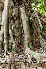 Image showing Old tree roots