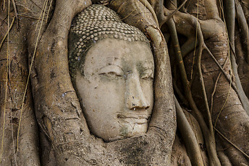 Image showing Buddha head in tree