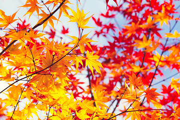 Image showing Color changing maple leave in autumn