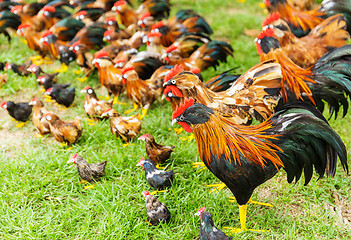 Image showing Group of toy hen on the grass