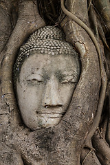 Image showing Buddha head in tree