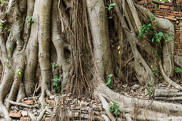 Image showing Ancient tree roots